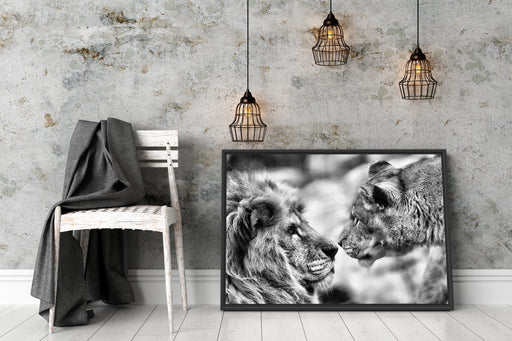 Verliebtes Löwenpaar Schattenfugenrahmen Wohnzimmer