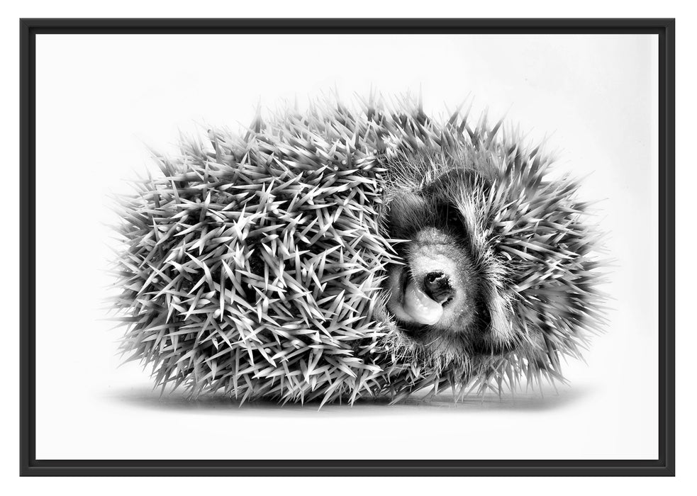 Pixxprint kleiner niedlicher Baby Igel, im Schwebe-Effekt Bilderrahmen