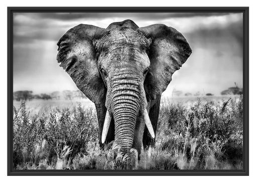 Imposanter Elefant Schattenfugenrahmen 100x70