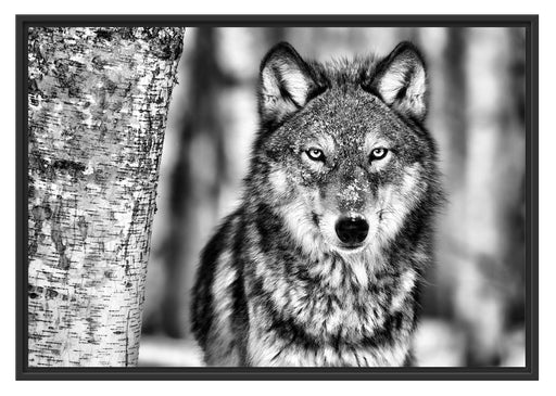 Wachsamer Wolf Schattenfugenrahmen 100x70