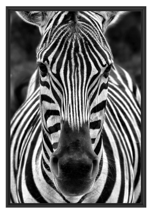Zebra Porträt Schattenfugenrahmen 100x70