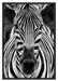 Zebra Porträt Schattenfugenrahmen 100x70