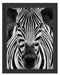 Zebra Porträt Schattenfugenrahmen 38x30