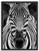 Zebra Porträt Schattenfugenrahmen 80x60