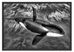 Orca im blauen Meer Schattenfugenrahmen 100x70