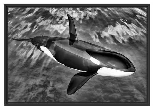 Orca im blauen Meer Schattenfugenrahmen 100x70