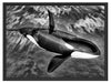 Orca im blauen Meer Schattenfugenrahmen 80x60