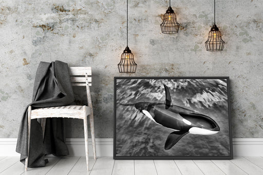 Orca im blauen Meer Schattenfugenrahmen Wohnzimmer