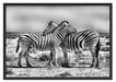 Schmusende Zebras Schattenfugenrahmen 100x70