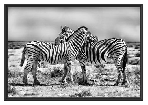Schmusende Zebras Schattenfugenrahmen 100x70