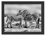 Schmusende Zebras Schattenfugenrahmen 38x30