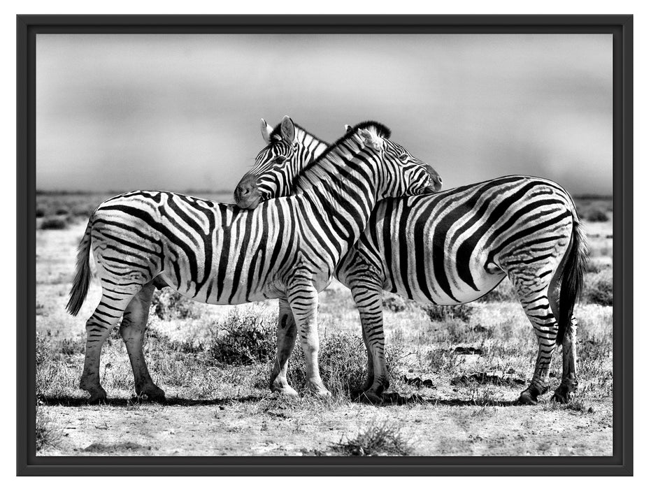 Schmusende Zebras Schattenfugenrahmen 80x60