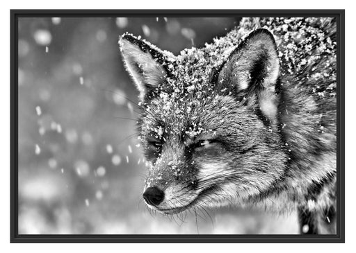 Fuchs im Schnee Schattenfugenrahmen 100x70