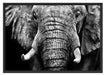 Elefant Porträt Schattenfugenrahmen 100x70