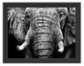 Elefant Porträt Schattenfugenrahmen 38x30