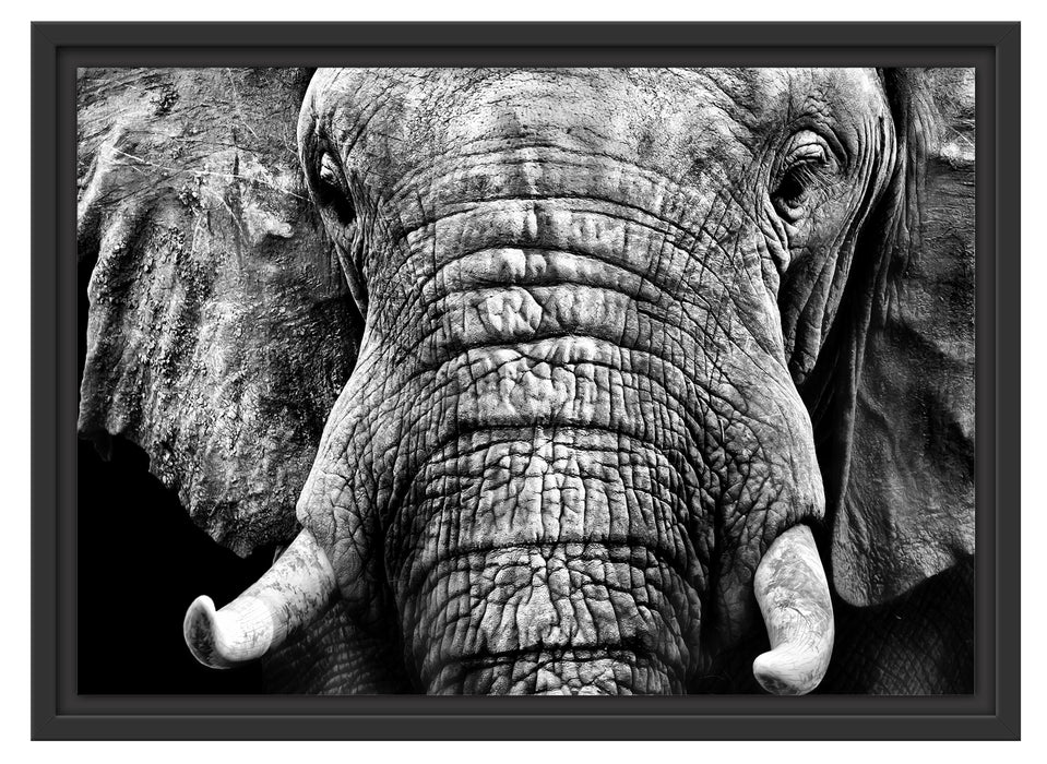 Elefant Porträt Schattenfugenrahmen 55x40