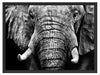 Elefant Porträt Schattenfugenrahmen 80x60