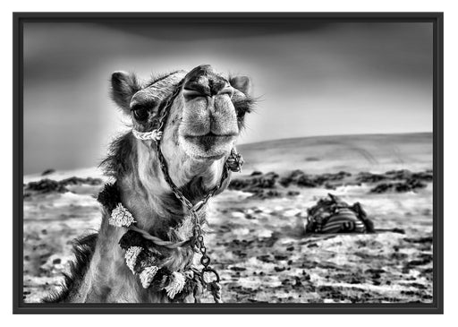 Lustiges Kamel in Wüste Schattenfugenrahmen 100x70