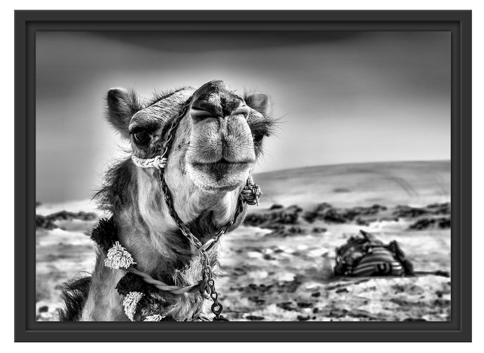 Lustiges Kamel in Wüste Schattenfugenrahmen 55x40