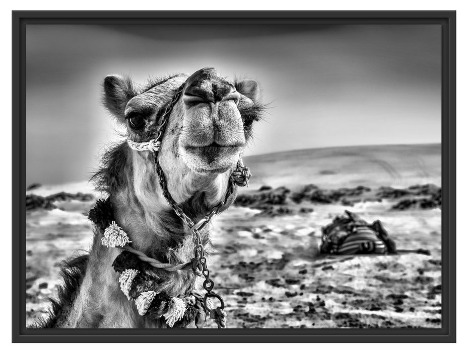 Lustiges Kamel in Wüste Schattenfugenrahmen 80x60