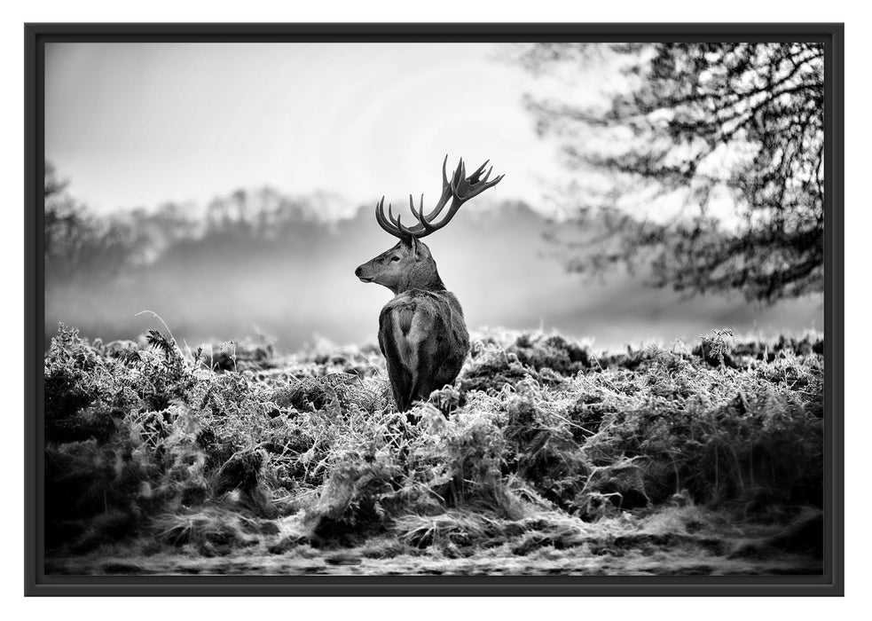 Pixxprint Stolzer Hirsch, im Schwebe-Effekt Bilderrahmen