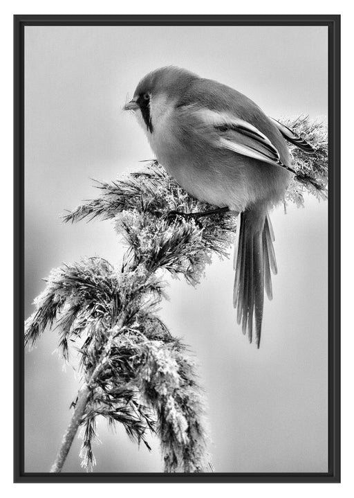 Vogel auf Weizen im Winter Schattenfugenrahmen 100x70