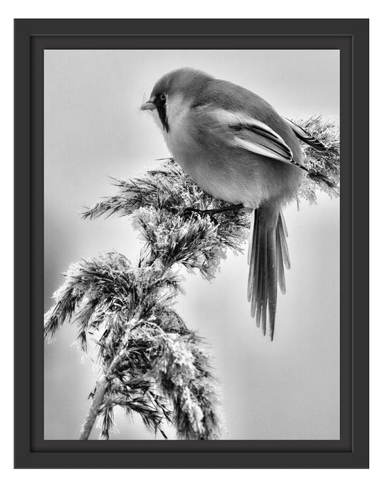 Vogel auf Weizen im Winter Schattenfugenrahmen 38x30