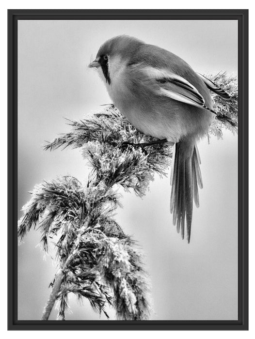 Vogel auf Weizen im Winter Schattenfugenrahmen 80x60