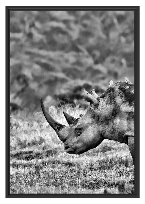 großes Nashorn in der Savanne Schattenfugenrahmen 100x70