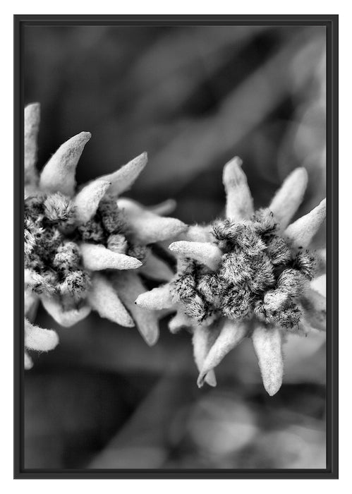 Pixxprint Weißes Edelweiß