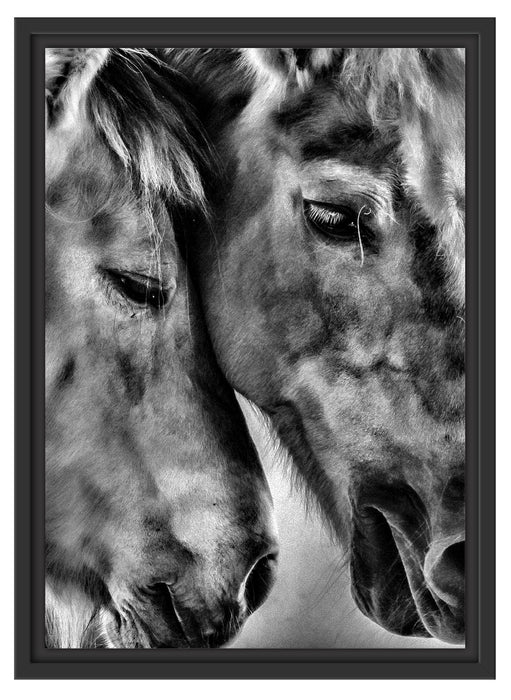 zwei liebevolle Pferde Schattenfugenrahmen 55x40
