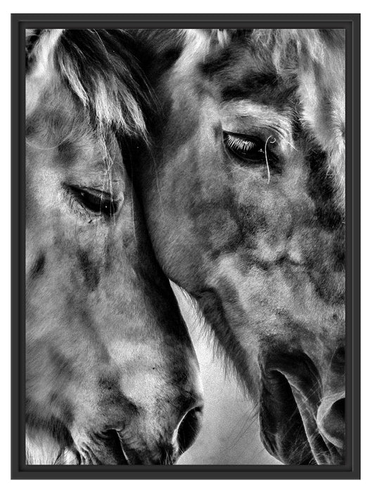zwei liebevolle Pferde Schattenfugenrahmen 80x60
