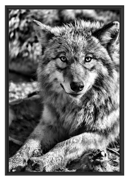 aufschauender Wolf Schattenfugenrahmen 100x70