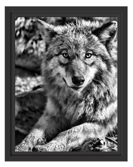 aufschauender Wolf Schattenfugenrahmen 38x30