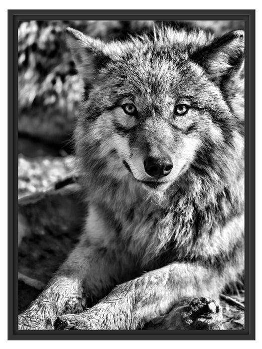 aufschauender Wolf Schattenfugenrahmen 80x60