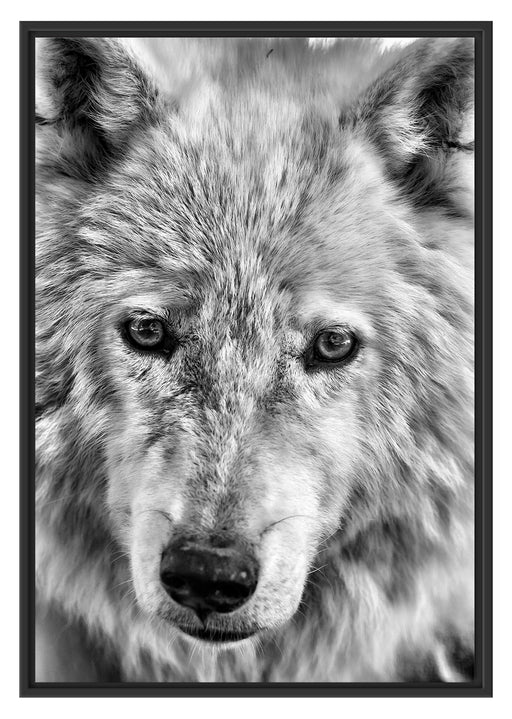 wunderschöner Polarwolf Schattenfugenrahmen 100x70