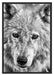 wunderschöner Polarwolf Schattenfugenrahmen 100x70