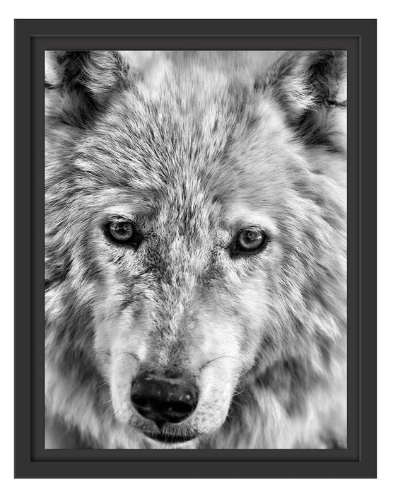 wunderschöner Polarwolf Schattenfugenrahmen 38x30
