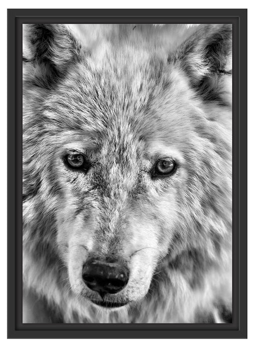 wunderschöner Polarwolf Schattenfugenrahmen 55x40