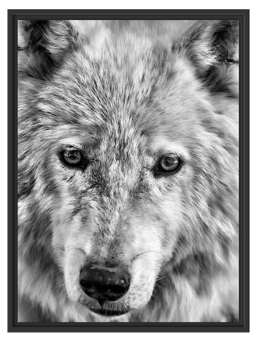 wunderschöner Polarwolf Schattenfugenrahmen 80x60
