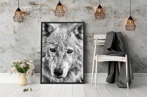 wunderschöner Polarwolf Schattenfugenrahmen Wohnzimmer