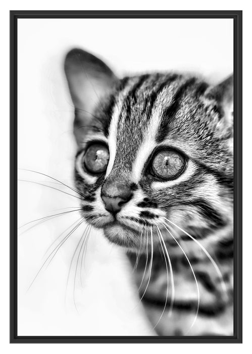 Pixxprint junge Marmorkatze