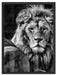 schönes Löwenpaar Schattenfugenrahmen 80x60