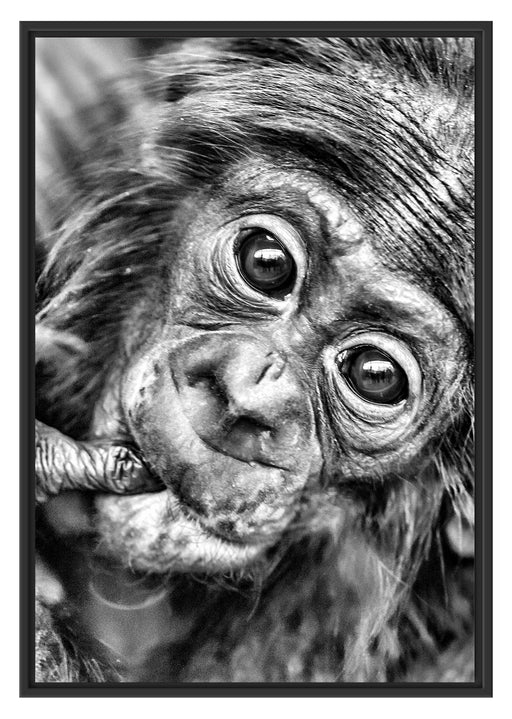 kleines Affenbaby Schattenfugenrahmen 100x70