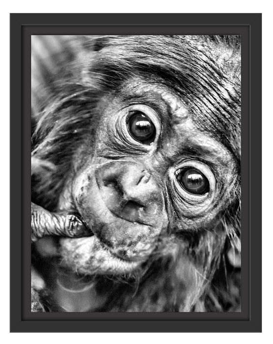 kleines Affenbaby Schattenfugenrahmen 38x30