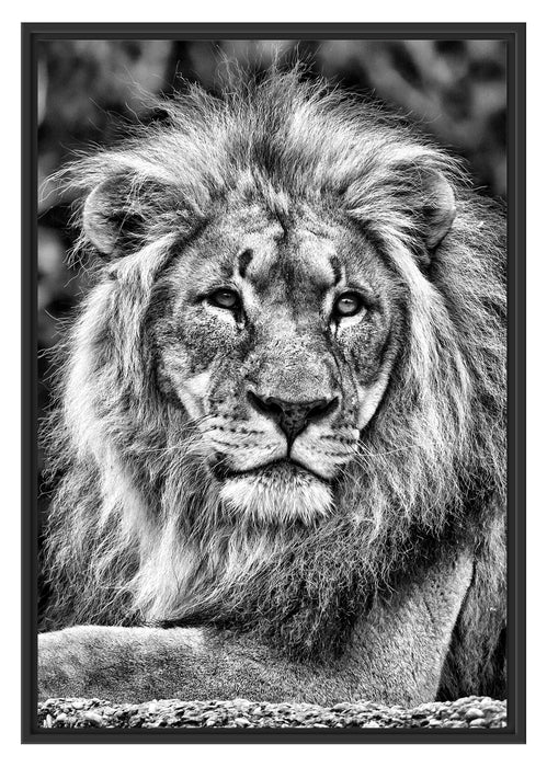majestätischer Löwe auf Stein Schattenfugenrahmen 100x70