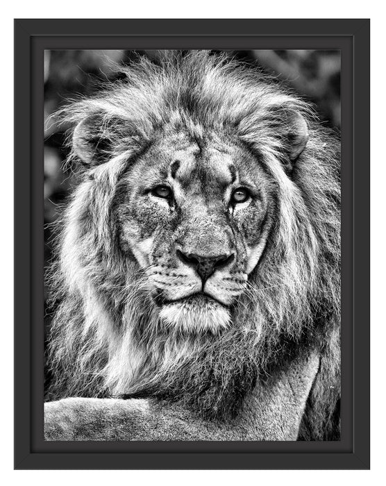 majestätischer Löwe auf Stein Schattenfugenrahmen 38x30