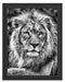 majestätischer Löwe auf Stein Schattenfugenrahmen 38x30