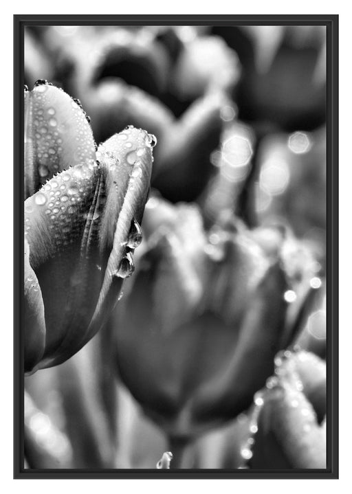 Tulpen mit Morgentau B&W Schattenfugenrahmen 100x70