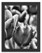 Tulpen mit Morgentau B&W Schattenfugenrahmen 38x30